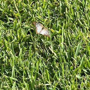 Meet your Posher, Rose